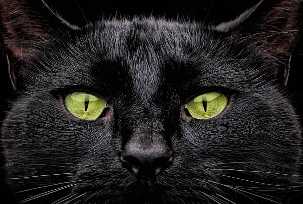 Green Eyes Stock Photo - Download Image Now - Domestic Cat, Black Color, Green  Eyes - Istock